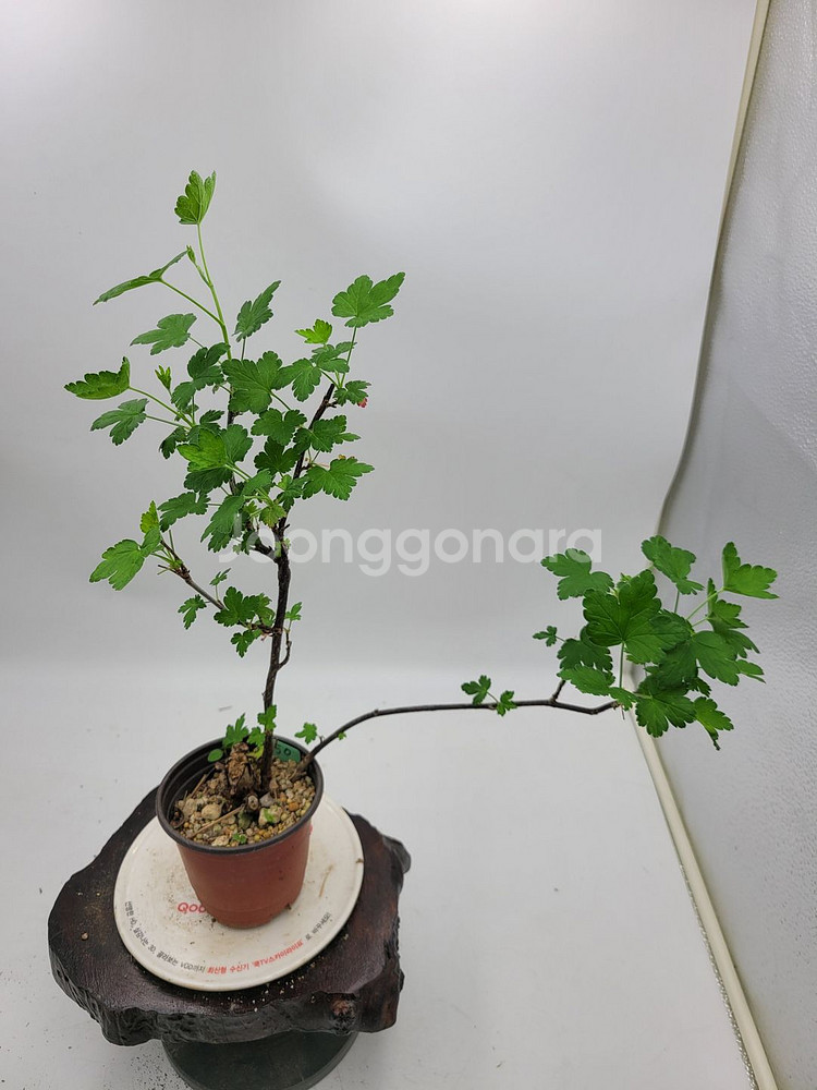 까마귀밥여름나무 화분 정원수 인테리어식물 분재--2