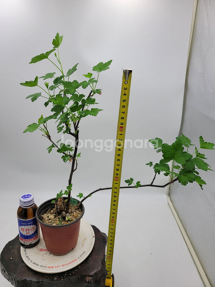까마귀밥여름나무 화분 정원수 인테리어식물 분재--3