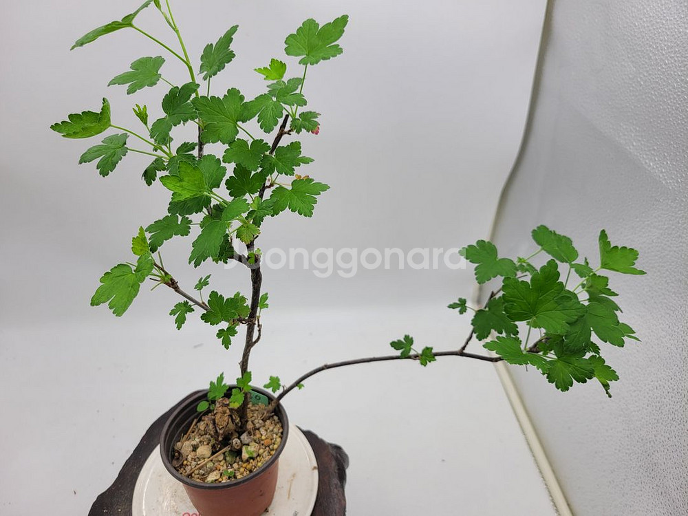 까마귀밥여름나무 화분 정원수 인테리어식물 분재--1