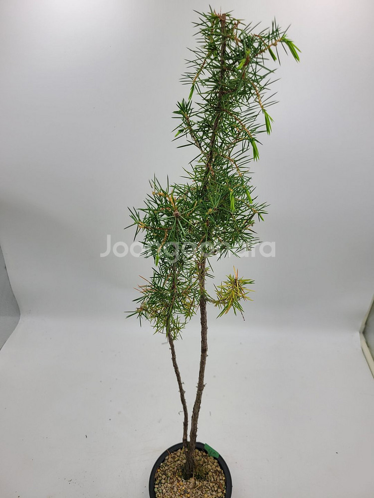 노간주나무 두송 소나무 분재 인테리어식물 정원수--0