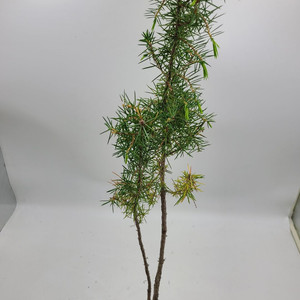 노간주나무 두송 소나무 분재 인테리어식물 정원수