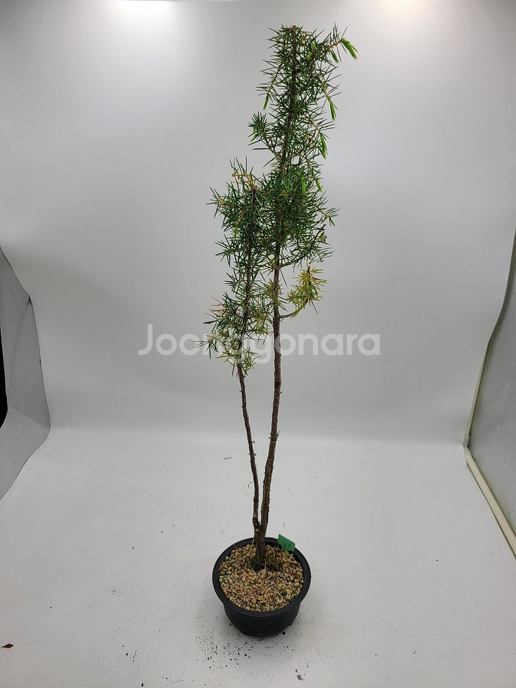 노간주나무 두송 소나무 분재 인테리어식물 정원수--2