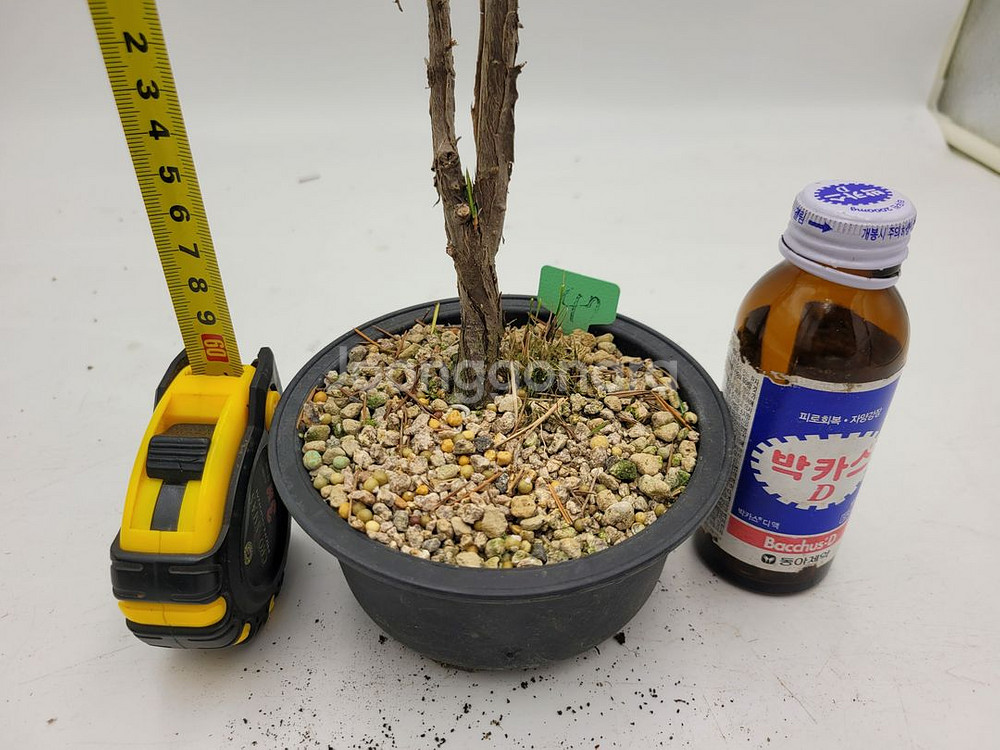 노간주나무 두송 소나무 분재 인테리어식물 정원수--3