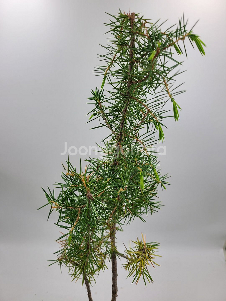 노간주나무 두송 소나무 분재 인테리어식물 정원수--1