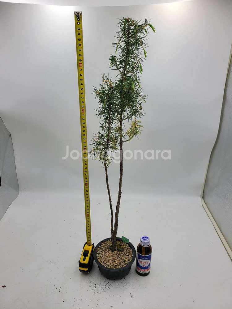 노간주나무 두송 소나무 분재 인테리어식물 정원수--4