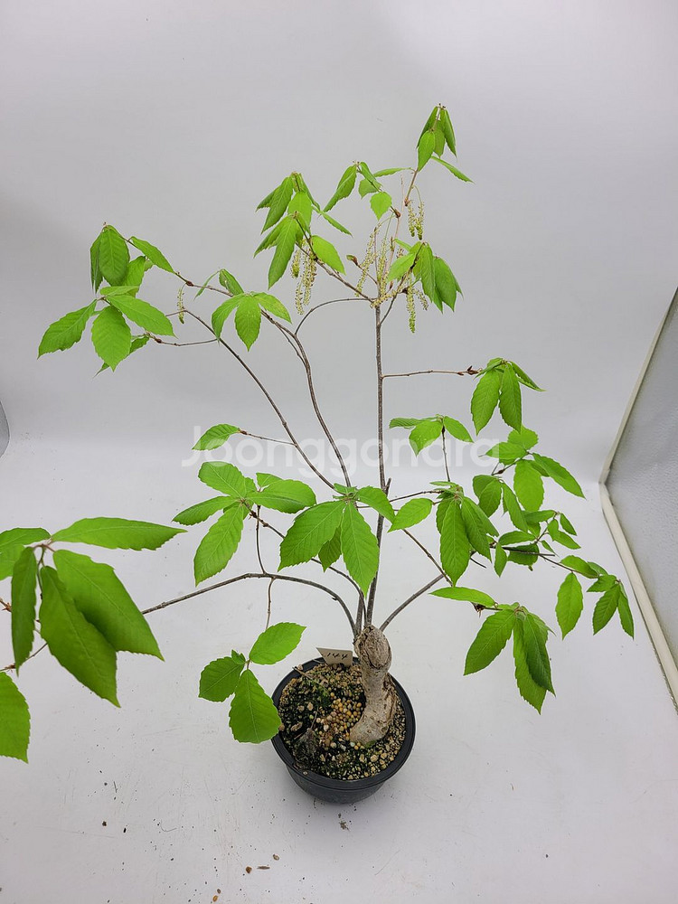 도토리나무 화분 정원수 카페화분 인테리어식물 분재--0