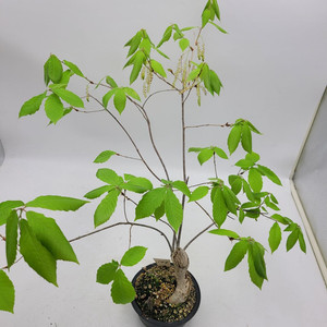 도토리나무 화분 정원수 카페화분 인테리어식물 분재