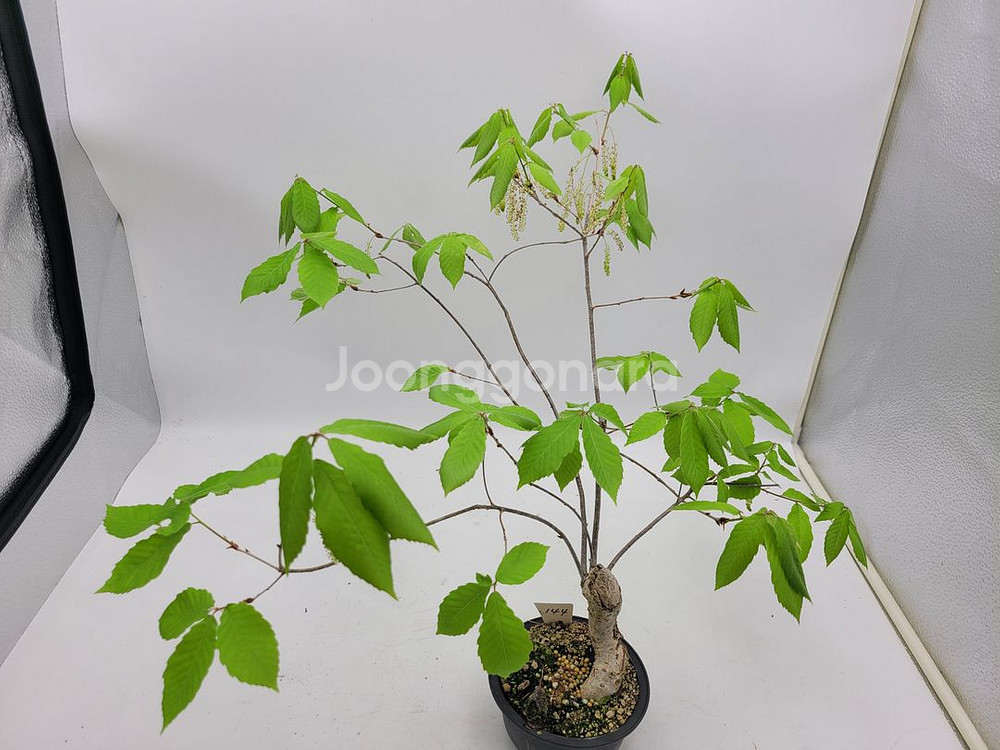 도토리나무 화분 정원수 카페화분 인테리어식물 분재--3