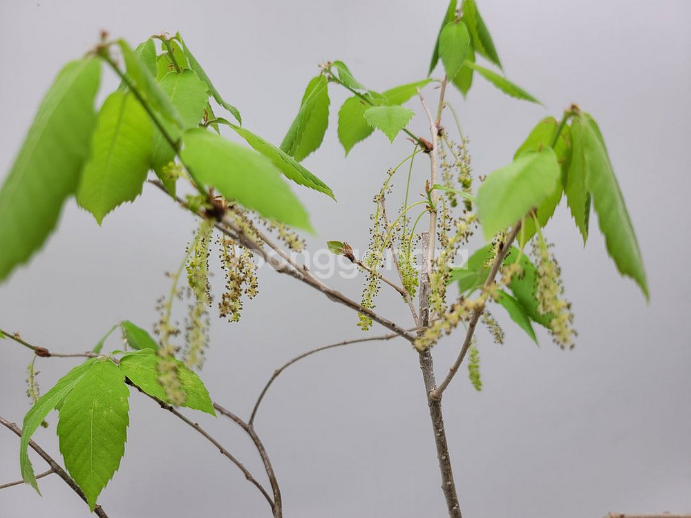 도토리나무 화분 정원수 카페화분 인테리어식물 분재--2