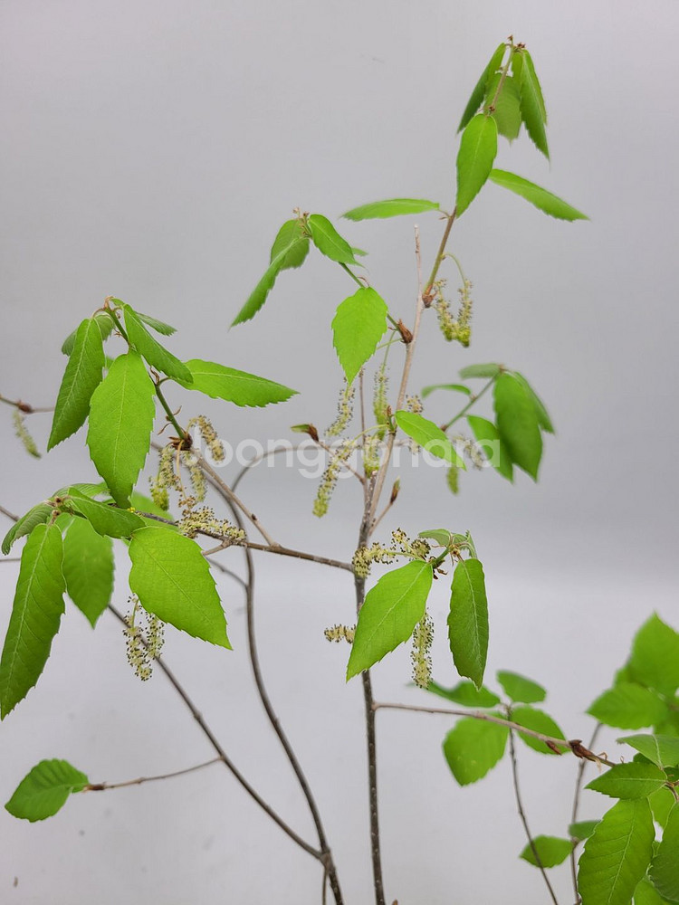 도토리나무 화분 정원수 카페화분 인테리어식물 분재--1