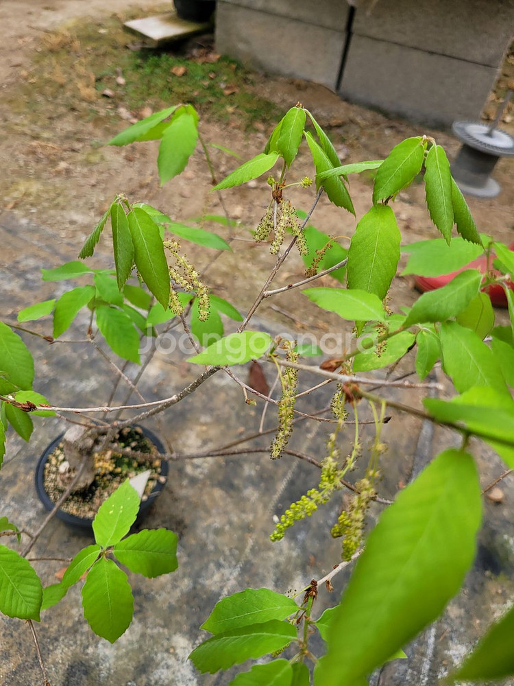 도토리나무 화분 정원수 카페화분 인테리어식물 분재--4