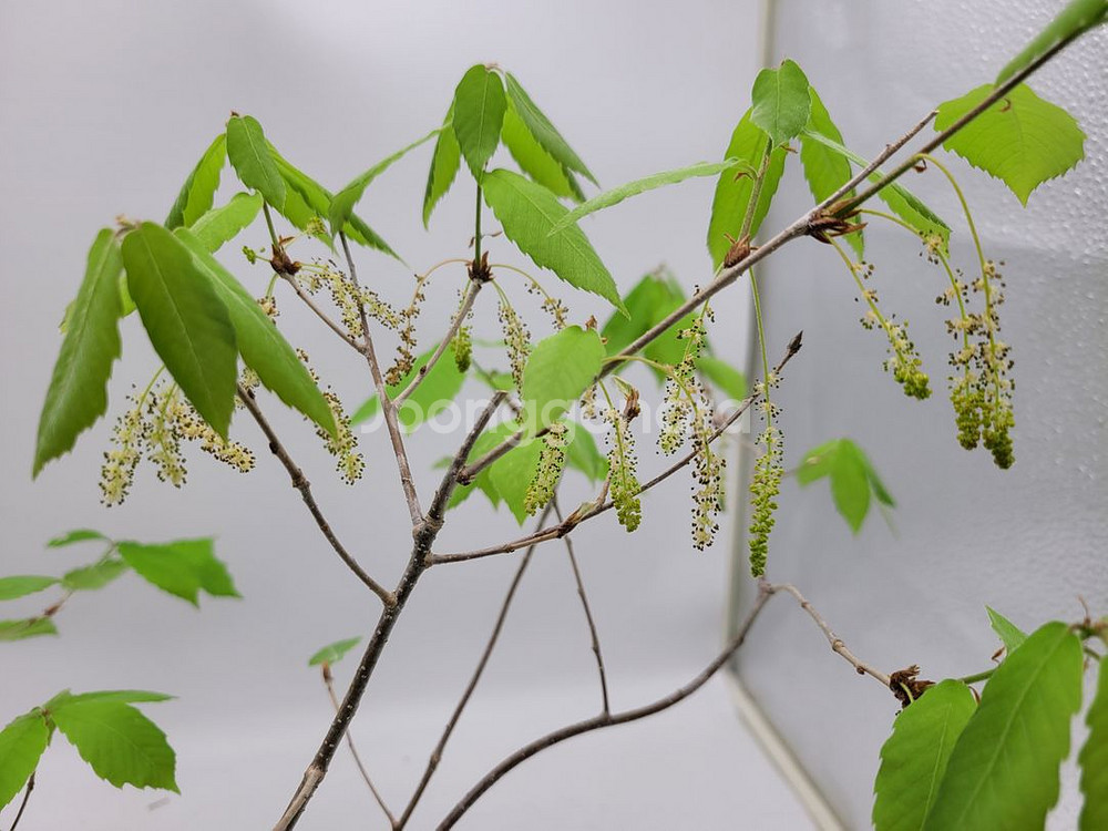 도토리나무 화분 정원수 카페화분 인테리어식물 분재--7