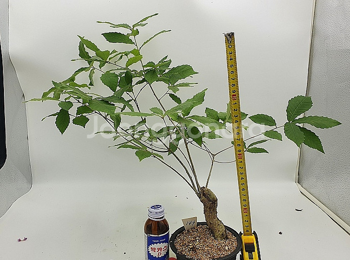 도토리나무 화분 정원수 카페화분 인테리어식물 분재--5