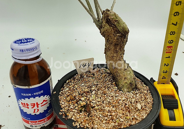 도토리나무 화분 정원수 카페화분 인테리어식물 분재--6