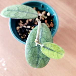 호야 쓰촨엔시스