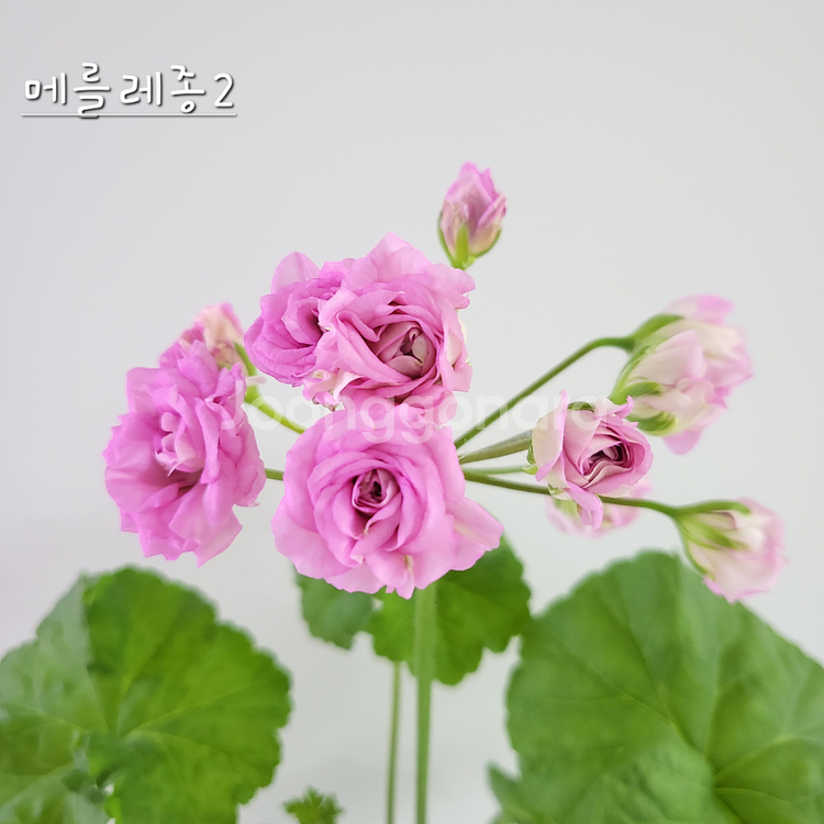 메를레종2 제라늄--0