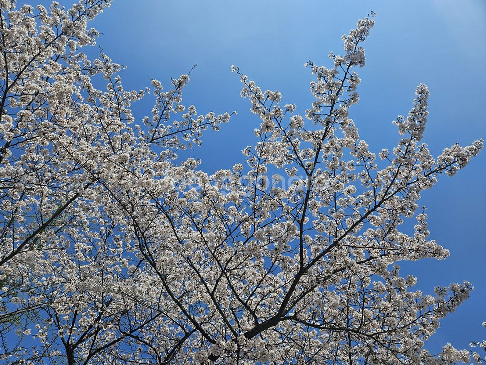 USB 고속 충전 어덥터 , 고속 케이블 대량 판매--0