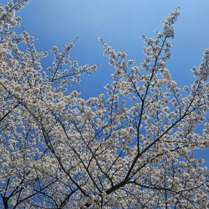 USB 고속 충전 어덥터 , 고속 케이블 대량 판매