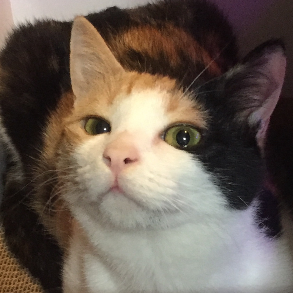 profile-image