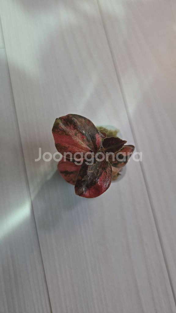 페페로미아 메탈리카 바리에가타--1