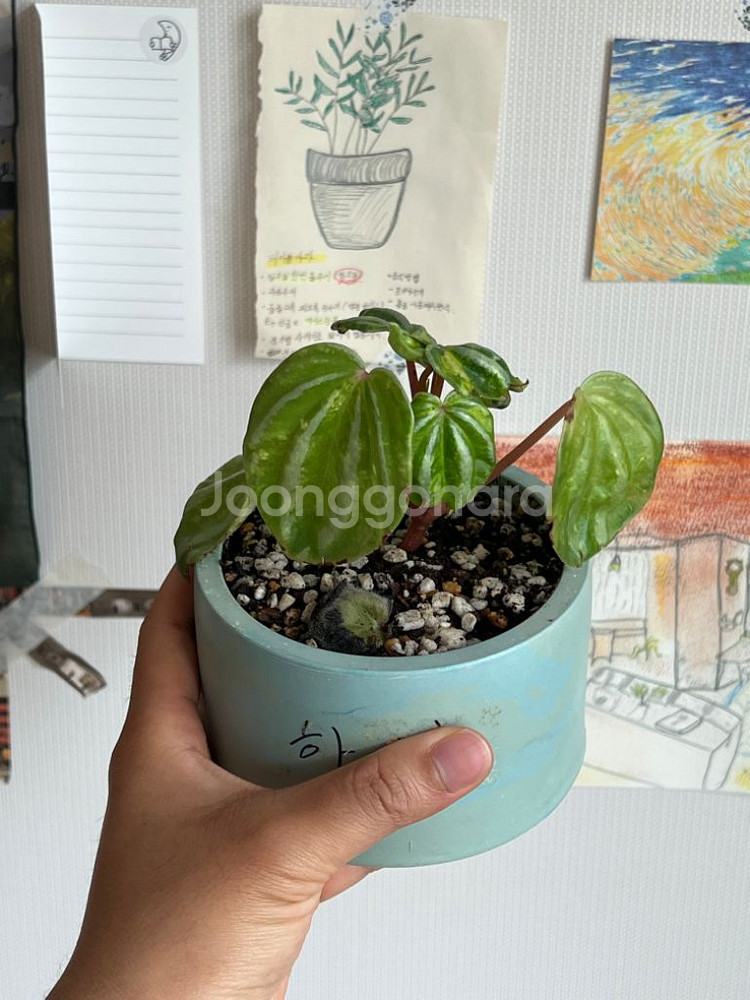 수박페페 바리에가타 (무늬)--0