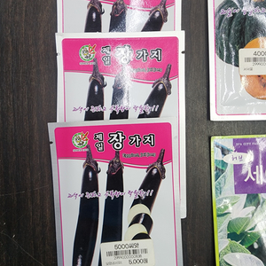 가지씨앗