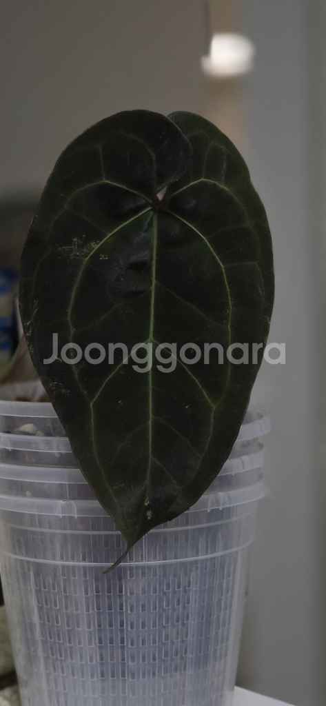 안스리움 에오스 에이스오브스페이드--0