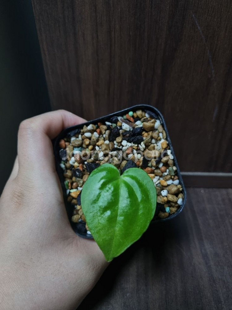 안스리움 파필x파필 엑스원--1