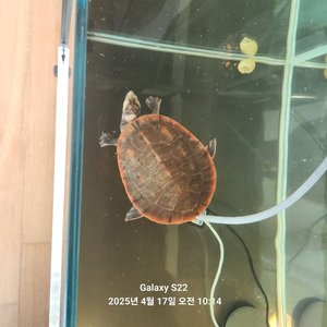 거뷕이 3마리 나눔합니다