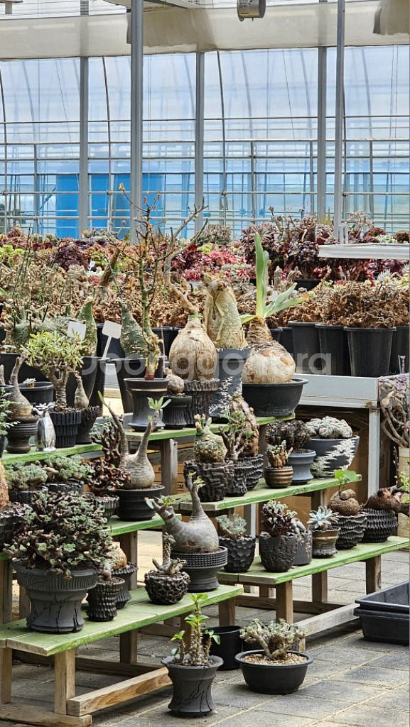 다양한 아프리카식물 코덱스 문의주세요--0