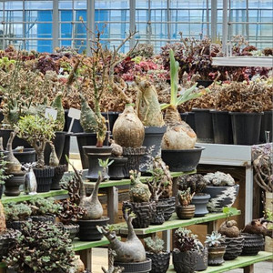 다양한 아프리카식물 코덱스 문의주세요