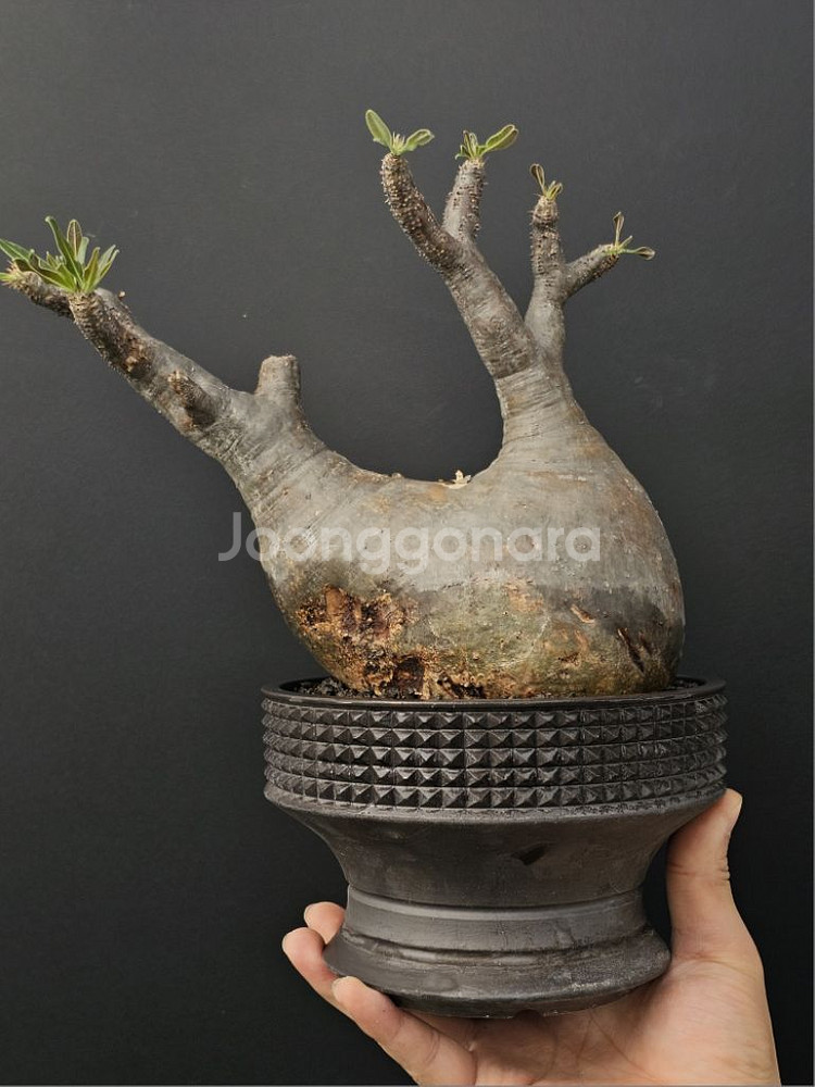 다양한 아프리카식물 코덱스 문의주세요--5