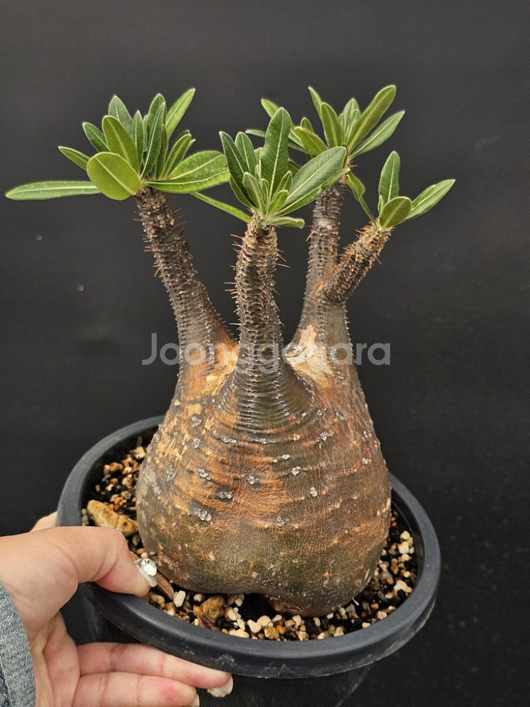 다양한 아프리카식물 코덱스 문의주세요--4