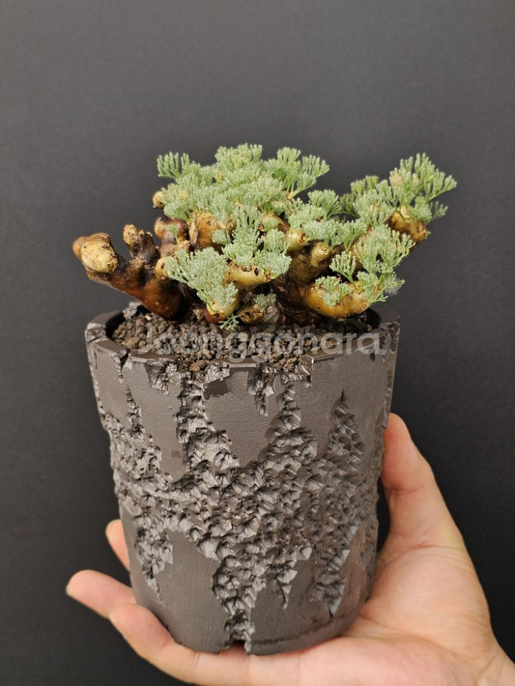 다양한 아프리카식물 코덱스 문의주세요--2