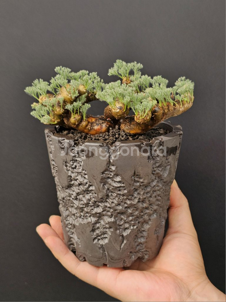 다양한 아프리카식물 코덱스 문의주세요--1