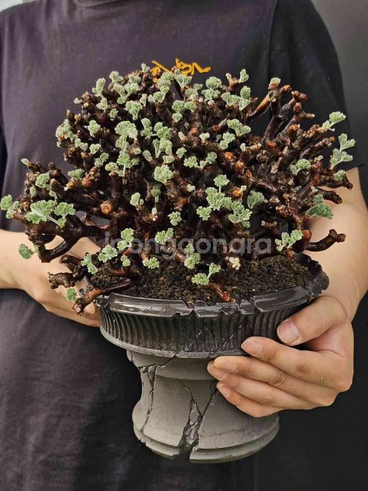 다양한 아프리카식물 코덱스 문의주세요--3