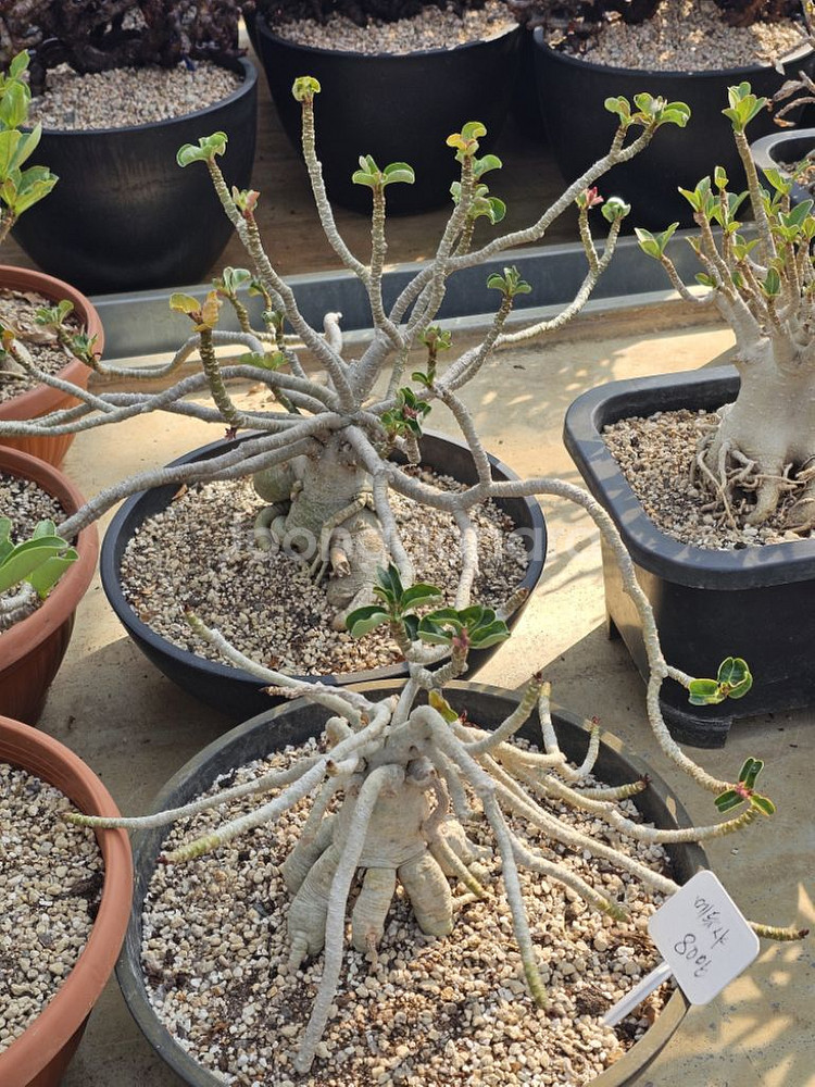 아데니움 아라비쿰 DHA 메두사 (아프리카식물/코덱스)--3