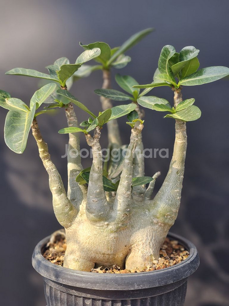 아데니움 아라비쿰 DHA 메두사 (아프리카식물/코덱스)--0