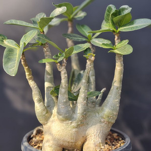 아데니움 아라비쿰 DHA 메두사 (아프리카식물/코덱스)