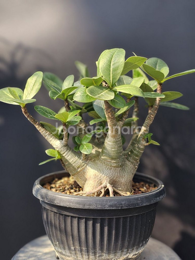 아데니움 아라비쿰 DHA 메두사 (아프리카식물/코덱스)--1