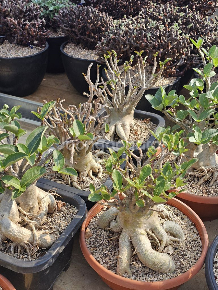 아데니움 아라비쿰 DHA 메두사 (아프리카식물/코덱스)--2