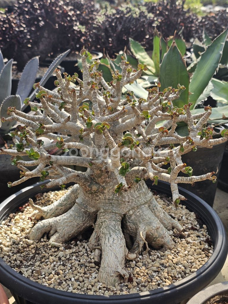 아데니움 아라비쿰 DHA 메두사 (아프리카식물/코덱스)--4