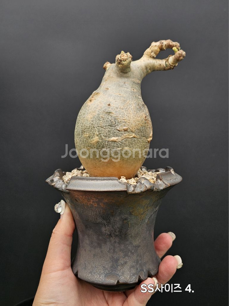 귀한 소말리아 스몰맆 베티포르메 (아프리카식물/코덱스)--0