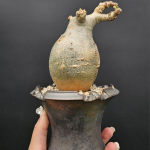 귀한 소말리아 스몰맆 베티포르메 (아프리카식물/코덱스)