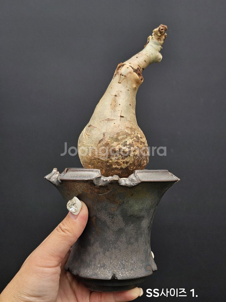 귀한 소말리아 스몰맆 베티포르메 (아프리카식물/코덱스)--2