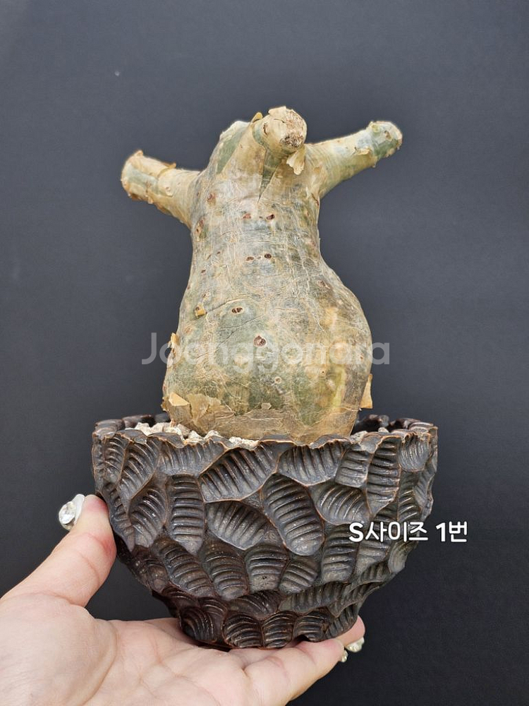 귀한 소말리아 스몰맆 베티포르메 (아프리카식물/코덱스)--0