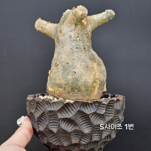 귀한 소말리아 스몰맆 베티포르메 (아프리카식물/코덱스)