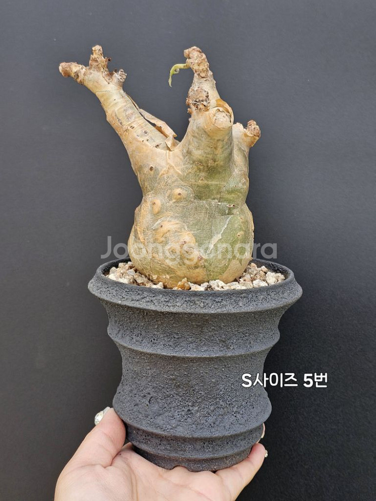 귀한 소말리아 스몰맆 베티포르메 (아프리카식물/코덱스)--4