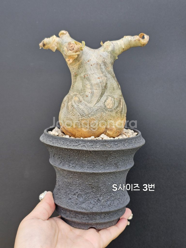 귀한 소말리아 스몰맆 베티포르메 (아프리카식물/코덱스)--2