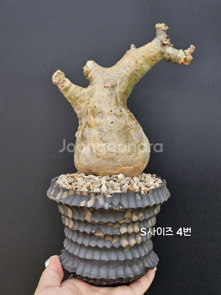 귀한 소말리아 스몰맆 베티포르메 (아프리카식물/코덱스)--3